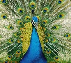 resizedimage300266-peacock2 resizedimage300266-peacock2
