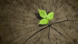 1660317520051 Plantgrowthrebirth 1660317520051 Plantgrowthrebirth