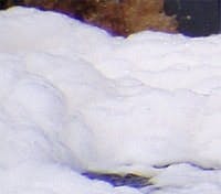 Article_LubeFoaming1 Article_LubeFoaming1