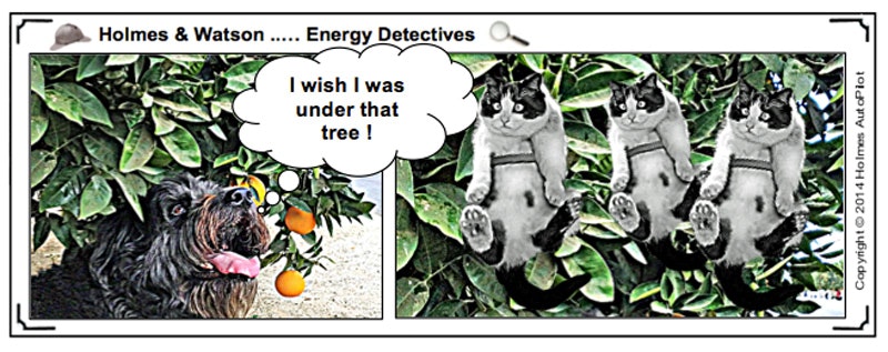 1661880998946 Lowhangingcats