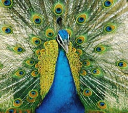 1661881420693 Peacock2 1661881420693 Peacock2