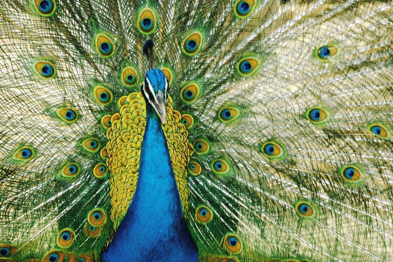 1661881444215 Peacock