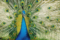 1661881444215 Peacock 1661881444215 Peacock