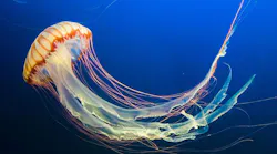 I Don’t Think You’re Ready For This Jellyfish Inspired Robot That Can Clean The Ocean Floor