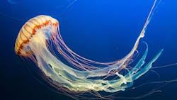 I Don T Think You Re Ready For This Jellyfish Inspired Robot That Can Clean The Ocean Floor 649f46cc7731e I Don T Think You Re Ready For This Jellyfish Inspired Robot That Can Clean The Ocean Floor 649f46cc7731e