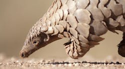 Roll Up Pangolin Inspired Robot Is Designed To Travel Within The Human Body