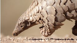Roll Up Pangolin Inspired Robot Is Designed To Travel Within The Human Body