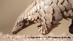 Roll Up Pangolin Inspired Robot Is Designed To Travel Within The Human Body 654e7bfa00b6e Roll Up Pangolin Inspired Robot Is Designed To Travel Within The Human Body 654e7bfa00b6e