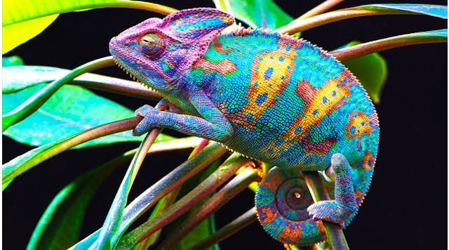 Chameleon-inspired 3D printing technique uses one ink to print different colors, including red, gold, and green