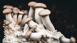 Fungus among us: Cornell engineers create robots with a mycelial twist Fungus among us: Cornell engineers create robots with a mycelial twist