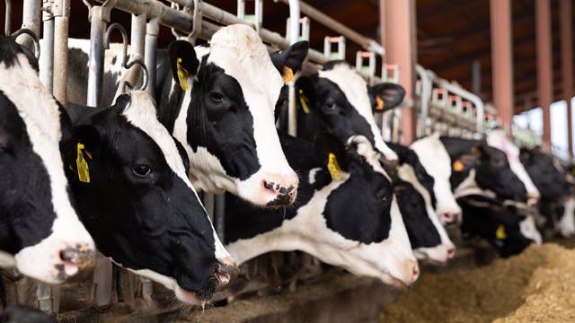 Animal food manufacturer fined $161K for exposing workers to airborne dust hazards