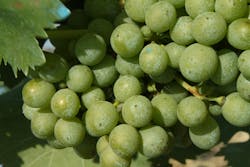 Four years into their program and across five sites, the E&J Gallo Winery team has improved percent corrective maintenance from 21% to 29%, and schedule compliance from 50% to 77%. Four years into their program and across five sites, the E&J Gallo Winery team has improved percent corrective maintenance from 21% to 29%, and schedule compliance from 50% to 77%.