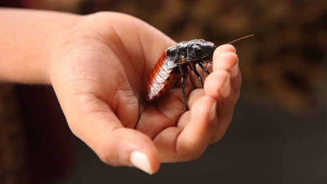 Cyborg cockroaches: The unlikely search and rescue workers of the future