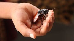 Cyborg cockroaches: The unlikely search and rescue workers of the future Cyborg cockroaches: The unlikely search and rescue workers of the future