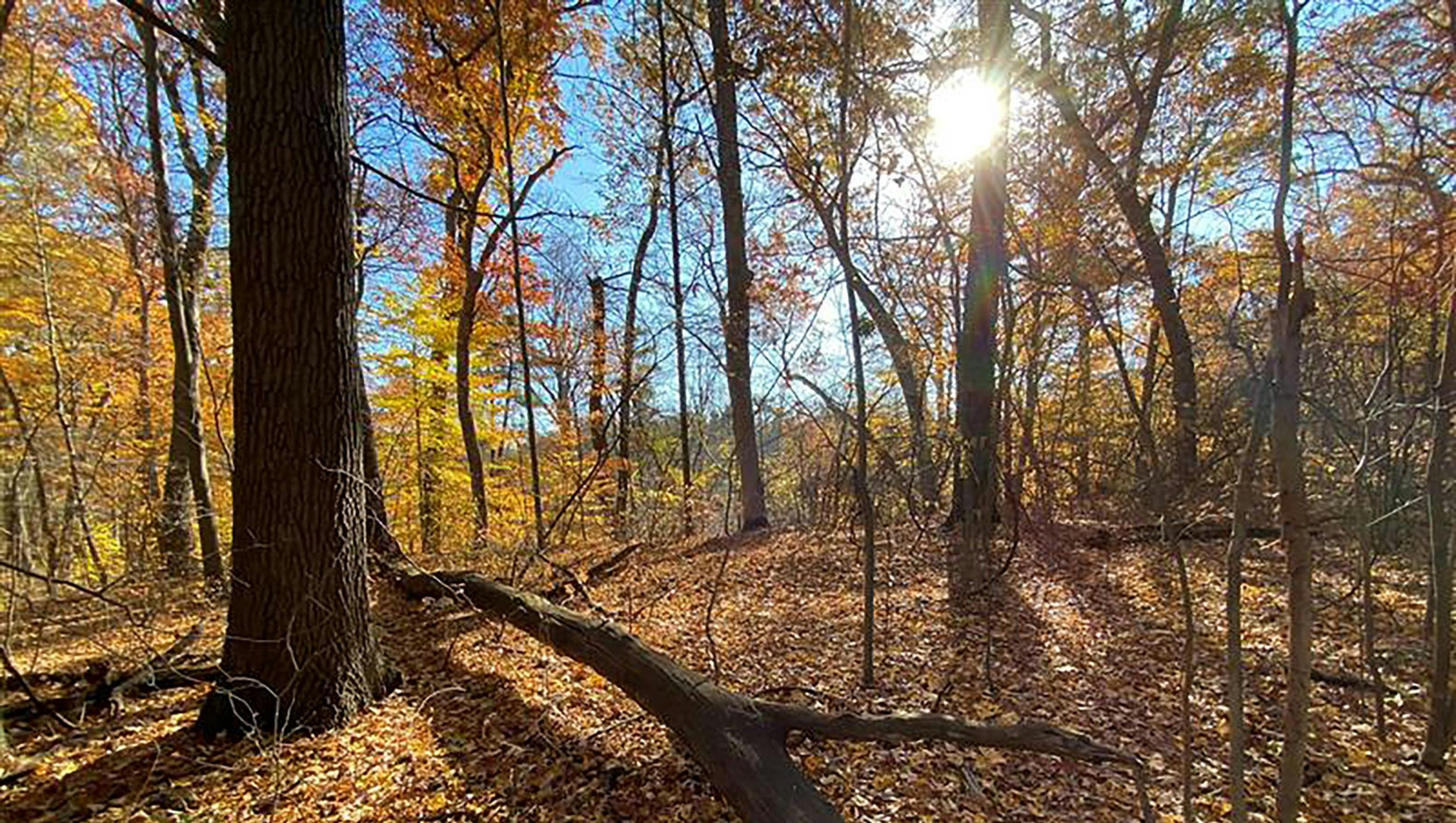 Hitachi Global Air Power advances sustainability with woodland restoration partnership